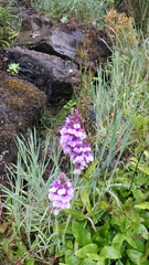 Dactylorhiza foliosa image