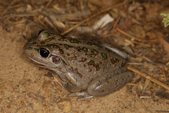 Ranoidea cyclorhynchus