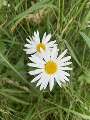 Leucanthemum ircutianum