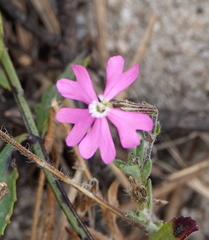 Silene scabriflora