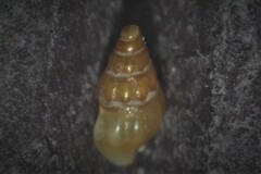 Bela