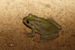 Ranoidea cyclorhynchus