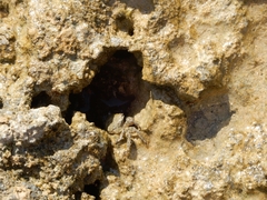 Pachygrapsus marmoratus