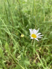 Tripleurospermum inodorum