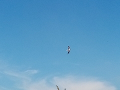 Chroicocephalus ridibundus