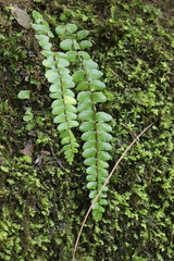 Asplenium trichomanes