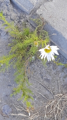 Tripleurospermum inodorum