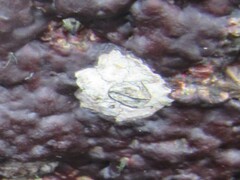 Caudoeuraphia caudata