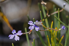 Pollanisus amethystina