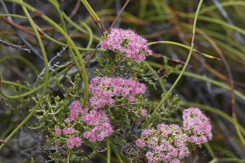 Verticordia brownii, 2018-02-05