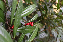 Ardisia lindleyana
