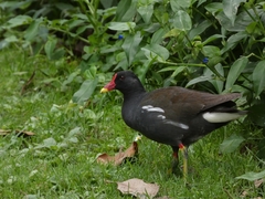 Gallinula chloropus