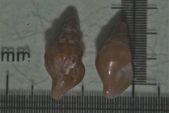 Bela