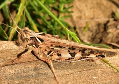 Dociostaurus maroccanus