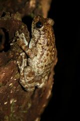 Cophyla grandis