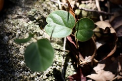 Vincetoxicum hirsutum