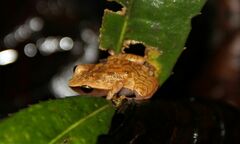 Plethodontohyla notosticta