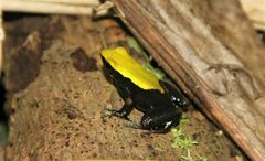 Mantella laevigata