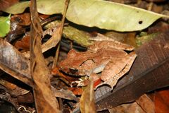 Gephyromantis luteus
