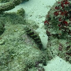 Amblyeleotris wheeleri