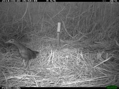 Gallirallus philippensis mellori