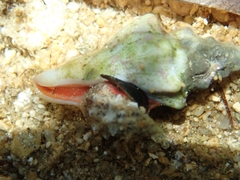 Tarantinaea lignaria