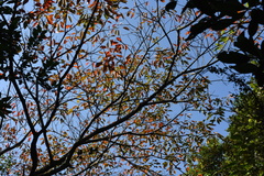 Triadica cochinchinensis