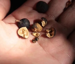 Triadica cochinchinensis