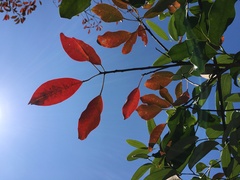 Triadica cochinchinensis