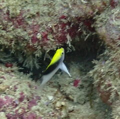 Chrysiptera rollandi