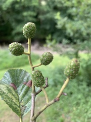 Alnus glutinosa