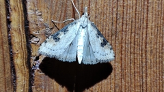 Udea costalis