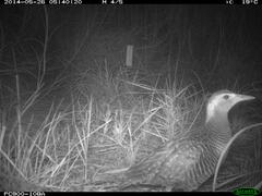 Gallirallus philippensis mellori