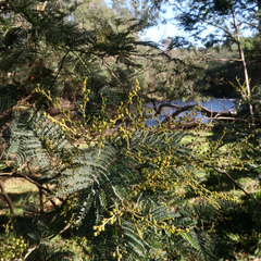 Acacia dealbata dealbata