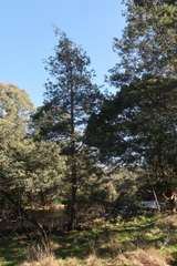 Acacia dealbata dealbata