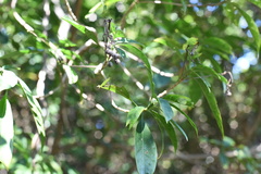 Pavetta hongkongensis