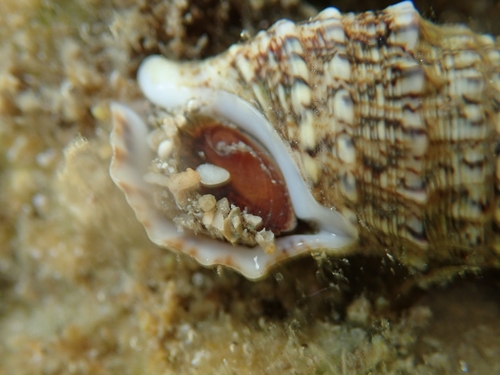 Horn Shell