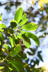 Pavetta hongkongensis