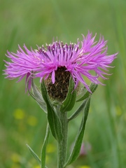 Centaurea uniflora