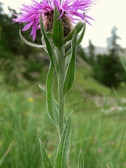 Centaurea uniflora