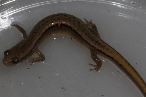 Eurycea bislineata