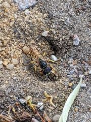 Philanthus triangulum