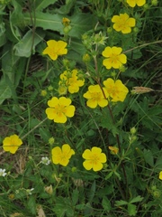 Potentilla grandiflora