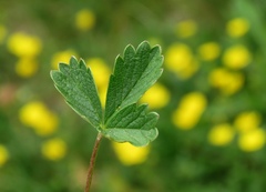 Potentilla grandiflora
