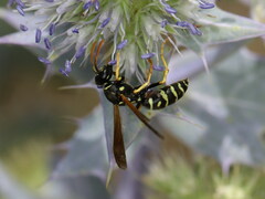 Polistes bischoffi