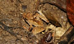 Gephyromantis luteus