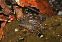 Gephyromantis luteus