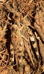 Dociostaurus maroccanus