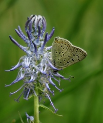 Lycaena tityrus subalpina