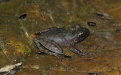 Gephyromantis luteus